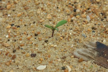 A New Year Dawns by Wendy / Flickr user smkybear 