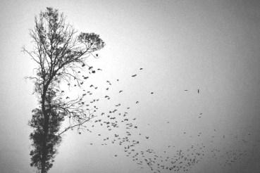 Falling crows