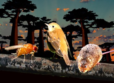 VEERY VOLE VINEGAR - fnl