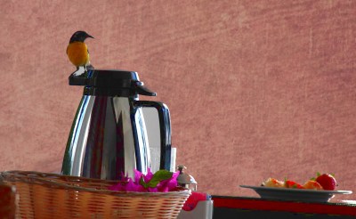 bird on coffeepot with red bg