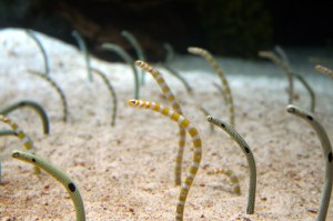 296158624_8194f086bf_d