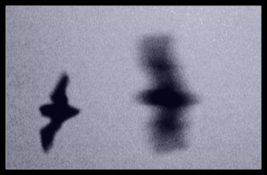 2669504532_666a91ddaf_o