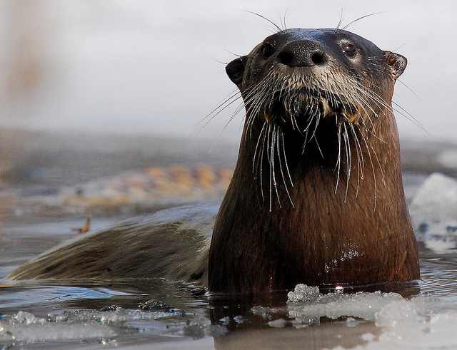 Otter_Steve_Slocomb_6178538861_3979396802_z