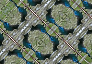 Steller's_Jay_(Cyanocitta_stelleri)