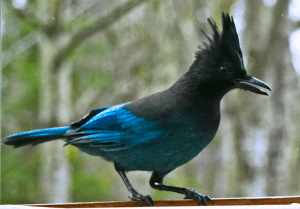 Steller's_Jay_(Cyanocitta_stelleri)